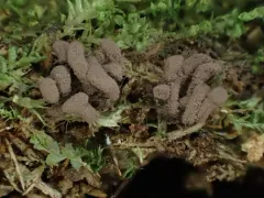 Stemonitopsis hyperopta thumbnail 2