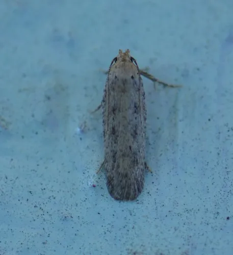 Cotton stem moth