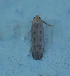Cotton stem moth thumbnail 1