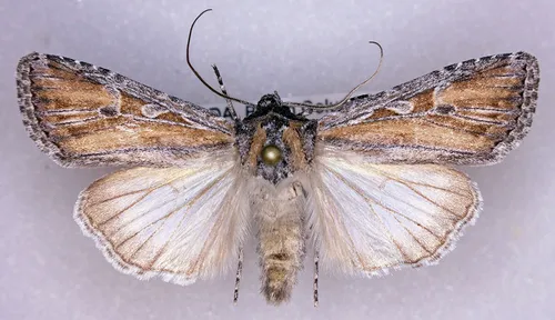 Euxoa pluralis