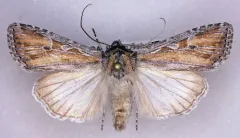 Euxoa pluralis thumbnail 1