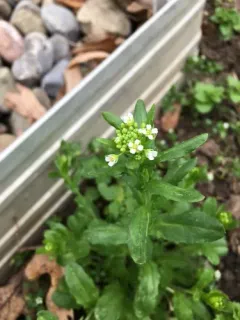 garlic penny-cress thumbnail 4