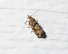 Spruce Bud Moth thumbnail 2