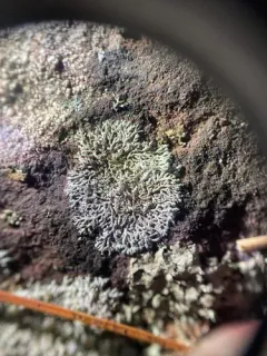 slender rosette lichen thumbnail 3