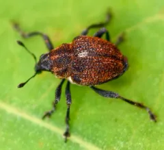 Mile-a-minute weevil thumbnail 4