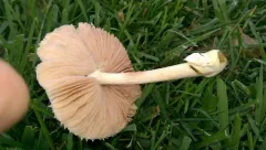 Volvariella pusilla thumbnail 2