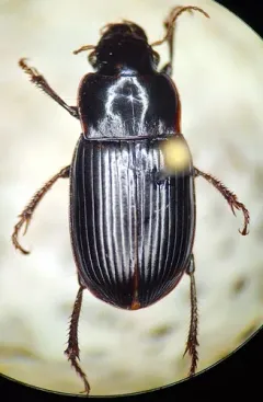 Harpalus reversus thumbnail 2