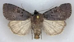 Feltia nigrita thumbnail 2