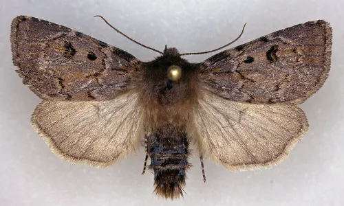 Xestia ursae