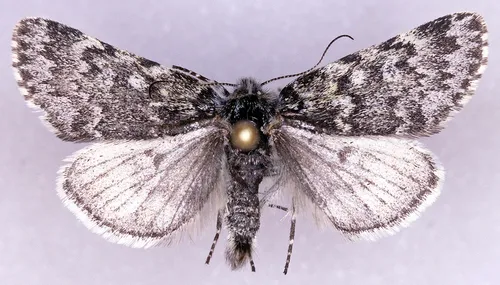 Xestia bryanti