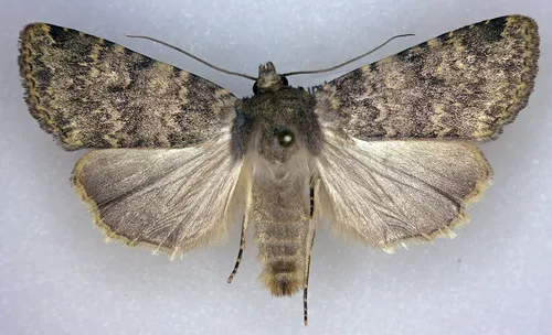 Pronoctua craboi