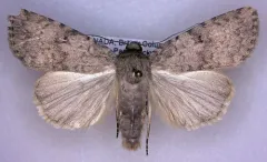 Pronoctua typica thumbnail 4