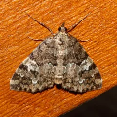 Hydriomena speciosata thumbnail 3