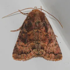 Pseudorthodes irrorata thumbnail 4
