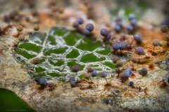 Lamproderma scintillans thumbnail 3