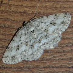 Small Engrailed thumbnail 4