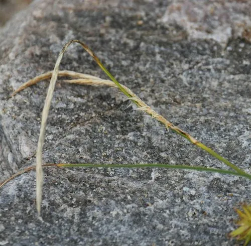 wheat sedge