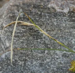 wheat sedge thumbnail 1
