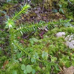 monkey-puzzle thumbnail 2