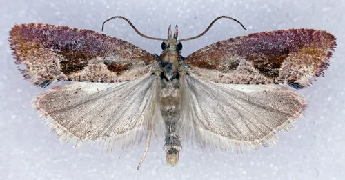 Epinotia vagana