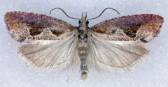 Epinotia vagana thumbnail 1