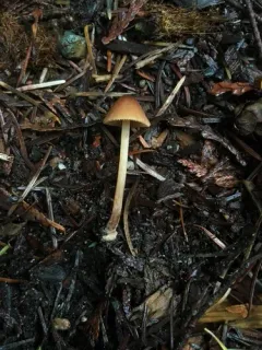 Conocybe coniferarum thumbnail 2
