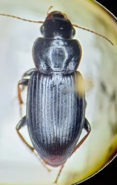 Harpalus nigritarsis thumbnail 3