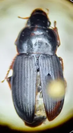Harpalus opacipennis thumbnail 2