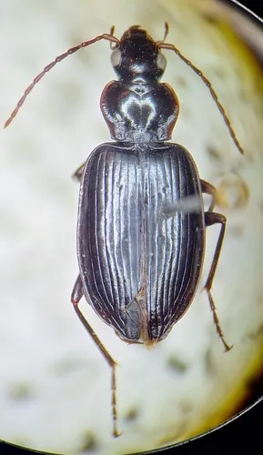 Platynus brunneomarginatus