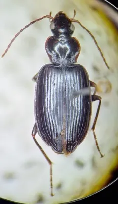 Platynus brunneomarginatus thumbnail 1
