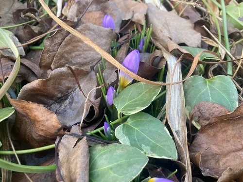 Sieber's Crocus
