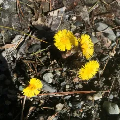 colt's-foot thumbnail 5