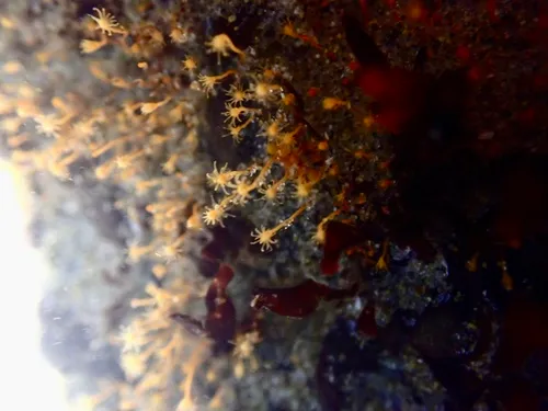 Orange Hydroid