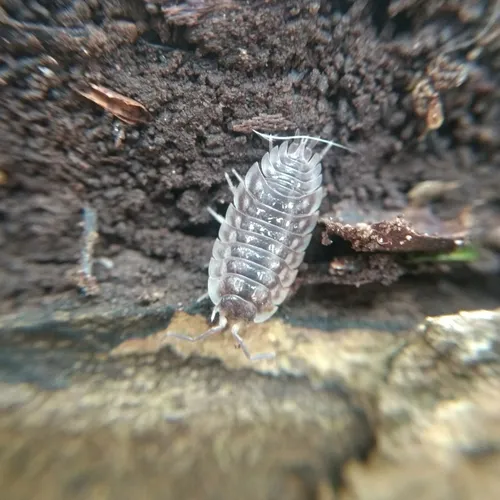 Common Shiny Woodlouse