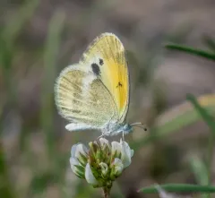 Dainty Sulphur thumbnail 4