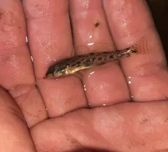 Northern Tessellated Darter thumbnail 2
