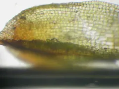 rough fringemoss thumbnail 2