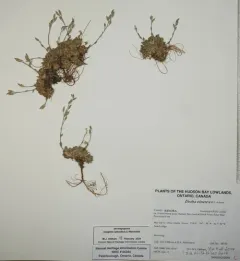 Grayleaf Whitlow-grass thumbnail 3