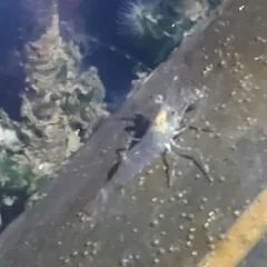 Dock Shrimp thumbnail 4