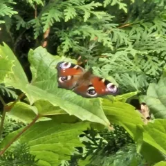 European Peacock Butterfly thumbnail 3