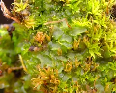 Phymatoceros phymatodes thumbnail 2