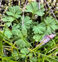 Field Parsley Piert thumbnail 2