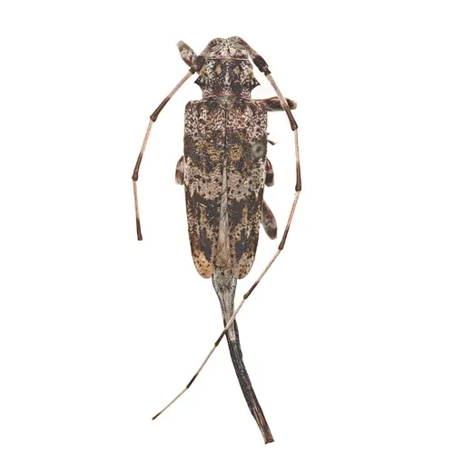 Ponderosa Pine Bark Borer