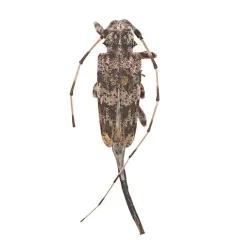 Ponderosa Pine Bark Borer thumbnail 1