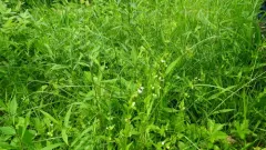 Veined Skullcap thumbnail 2