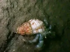Dovesnail Hermit thumbnail 2