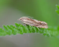 Beautiful Eucosma Moth thumbnail 3