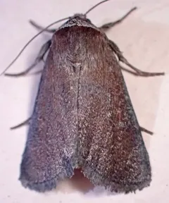 Brown Sallow thumbnail 4