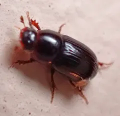 Oscarinus rusicola thumbnail 4