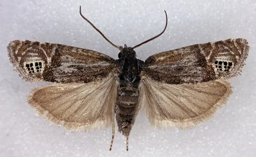 Eucosma amphorana